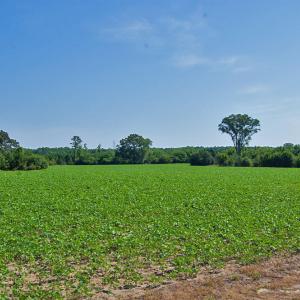 Photo #80 of Nc Highway 33, Tarboro, NC 683.1 acres