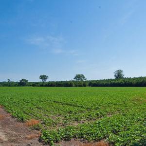 Photo #77 of Nc Highway 33, Tarboro, NC 683.1 acres
