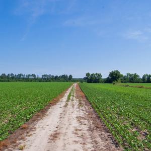 Photo #52 of Nc Highway 33, Tarboro, NC 683.1 acres