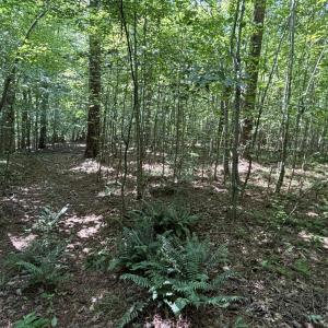 ATV trail 2