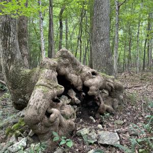 dinasaur tree