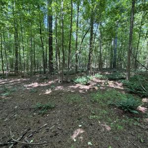 summer woods