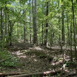 woods summer