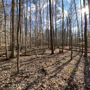 winter woods 2