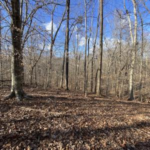 winter woods