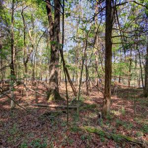 Wooded Lot