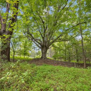 50-web-or-mls-IMG_2518