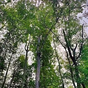 PTM Tree