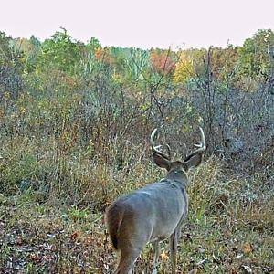 PTM trail cam