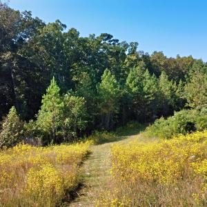TRAIL (1)