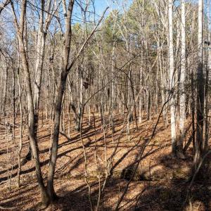 11-DJI_20250125121108_0043_D