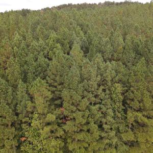 DJI_0530