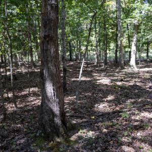 UnionCountyWhisperHallow20250919GroundPh