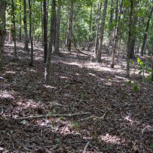 UnionCountyWhisperHallow20250919GroundPh