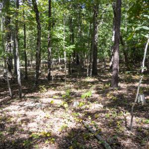 UnionCountyWhisperHallow20250919GroundPh