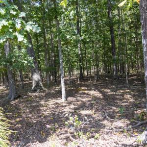 UnionCountyWhisperHallow20250919GroundPh