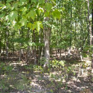 UnionCountyWhisperHallow20250919GroundPh