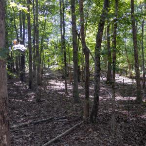 UnionCountyWhisperHallow20250919GroundPh