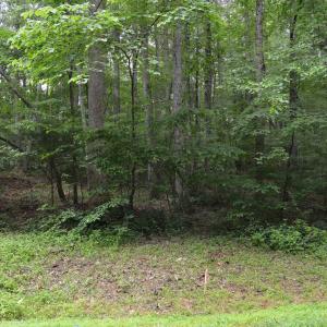 Wooded Area