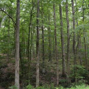 Wooded Area
