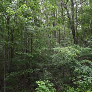 Wooded Area