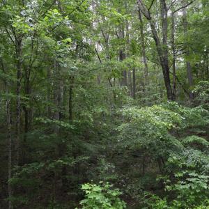 Wooded Area
