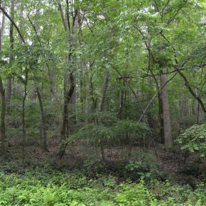 Wooded Area