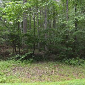 Wooded Area