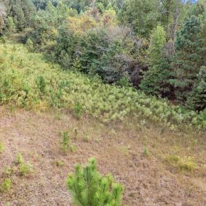 16-web-or-mls-DJI_20251001082329_0327_D