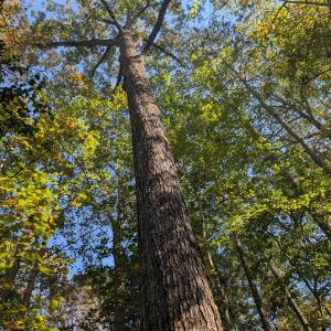 PXL_20251018_184032980.MP