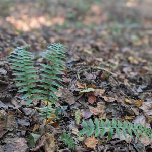 PXL_20251018_184650650.PORTRAIT