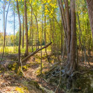 Lovely creek runs through property