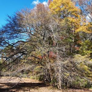 DJI_20251031135241_0160_D