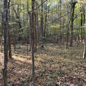 16_photo--rock-spring-church-road