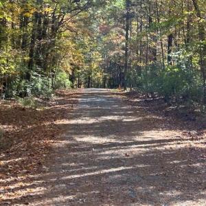 Anolis (private gravel rd)