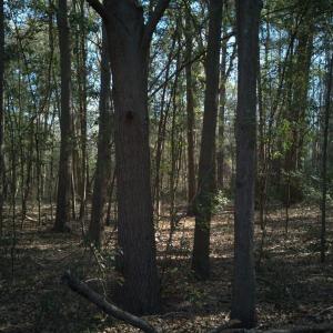 DJI_20250327094502_0026_D-scaled