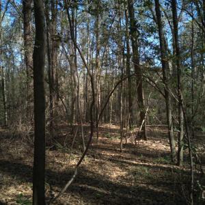 DJI_20250327094531_0037_D-scaled