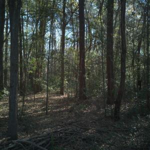 DJI_20250327094500_0025_D-scaled