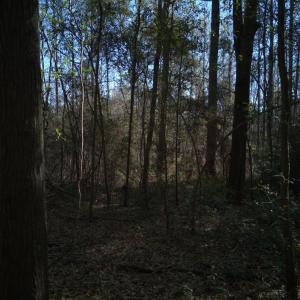 DJI_20250327094542_0041_D-scaled