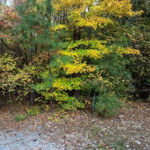 16-DJI_20241031125048_0401_D