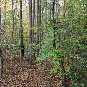 18-DJI_20241031125146_0413_D