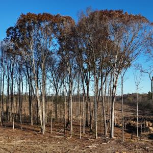 dji_fly_20251114_083700_0999_17631276336