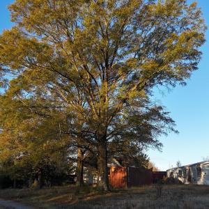 dji_fly_20251114_073748_0971_17631277349