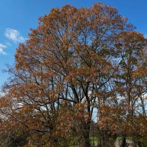 dji_fly_20251122_125816_0058_17638345430