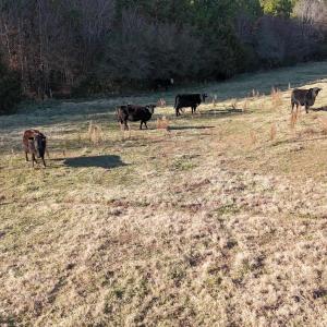 DJI_20251214162203_0006_D