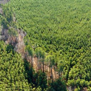 09-009-WillBrownRd-Chatham-Parcel-997-63