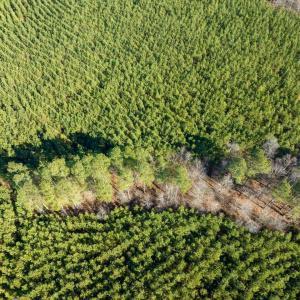 10-010-WillBrownRd-Chatham-Parcel-997-63