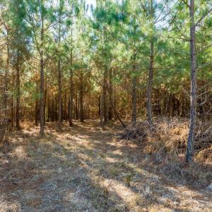 11-011-WillBrownRd-Chatham-Parcel-997-63