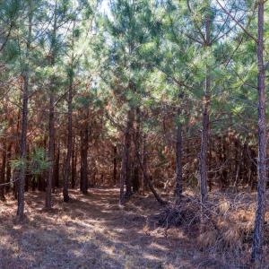 13-013-WillBrownRd-Chatham-Parcel-997-63