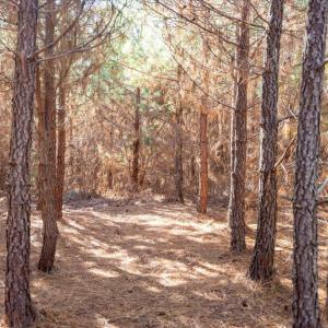 17-017-WillBrownRd-Chatham-Parcel-997-63